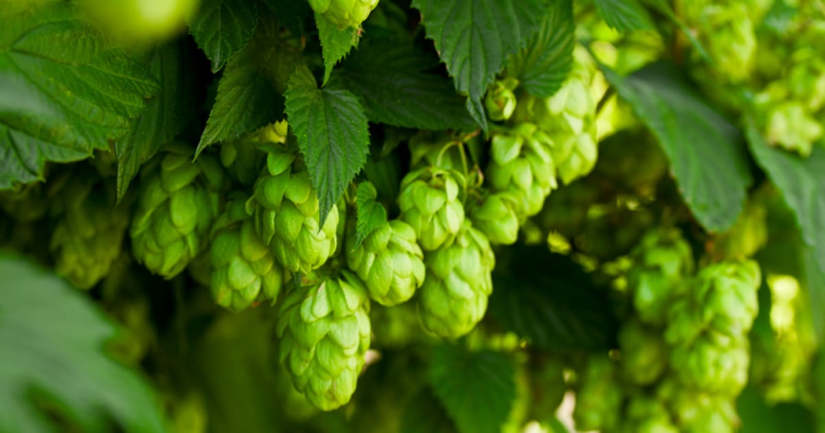 ‘It’s impossible to overstate the power of collaboration and partnership’: Carlsberg’s sustainability chief on driving industry progress