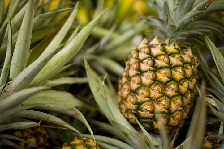 SVZ to intensify processing of surplus imported fruit and vegetables  