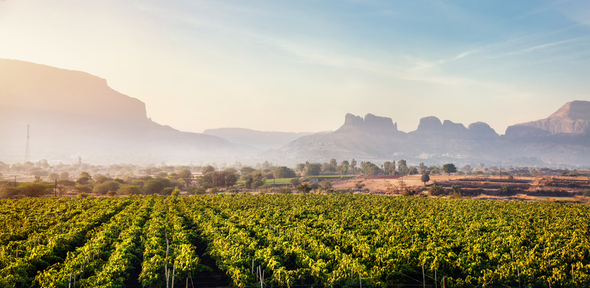India-s-former-wine-wasteland-now-the-domain-of-millennials.jpg