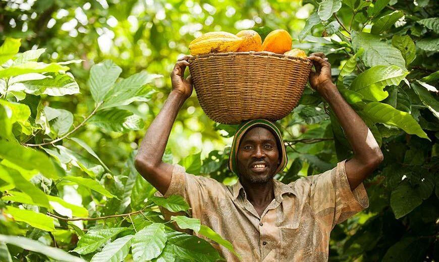 Fairtrade standards enhance farmers’ economic resilience amid global crises - study finds