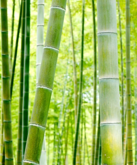 bamboo-cropped.jpg