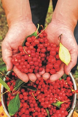 Omija-berries.jpg