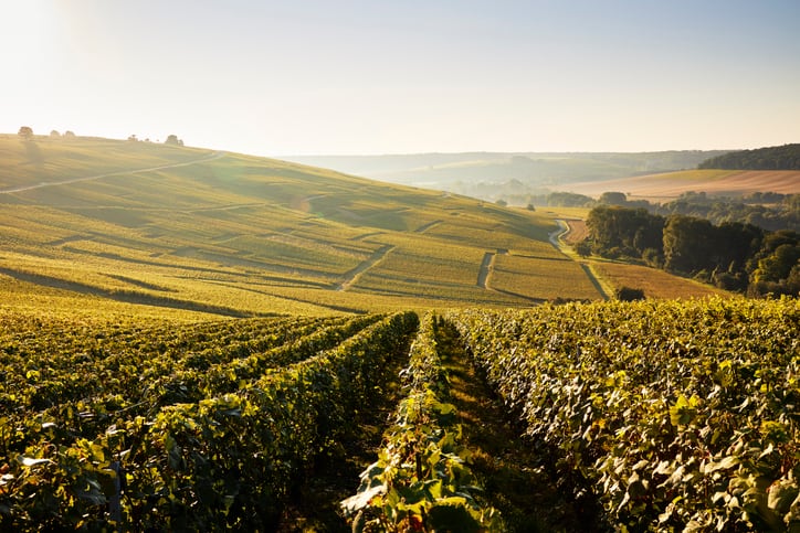 France, Champagne, vineyards in landscape at sunrise