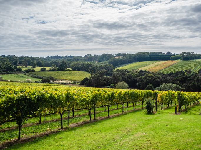 Australian winegrape crush returns to average size after bumper 2021