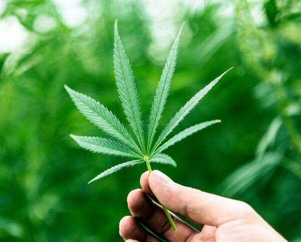 cannabis.jpg