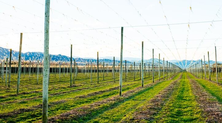 hops-farm-new-zealand-motueka-New-Zealand-getty-huafires.jpg