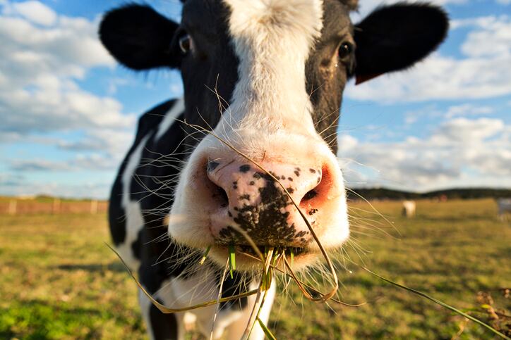 Starbucks-coffee-works-with-dairy-farmers-to-reduce-emissions.jpg