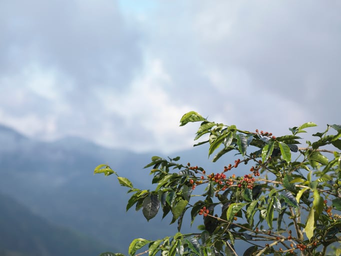 Coffee-and-sustainability-Finding-the-most-accurate-way-to-measure-environmental-impact.jpg