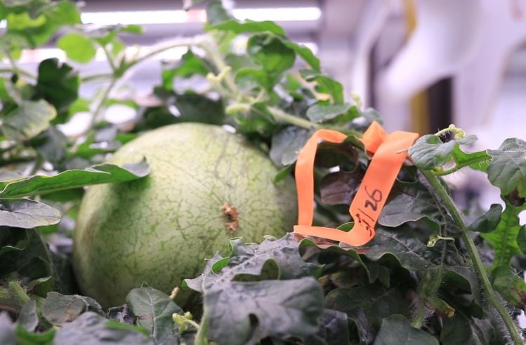 Elo-to-commercialize-new-high-intensity-plant-based-sweetener-in-2025-with-sweeter-cleaner-taste-than-monk-fruit-extracts.jpg