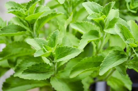 adm-stevia-bev-daily-plant.jpg