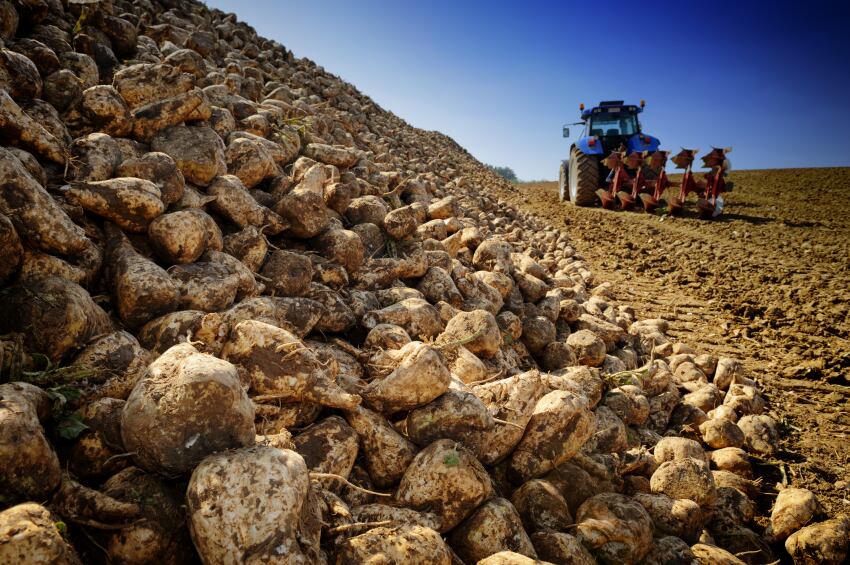 sugar-beet-Copyright-Paul-Grecaud.jpg