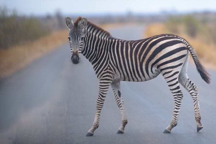 What-is-zebra-striping-An-opportunity-for-alcohol-free-drinks.jpg