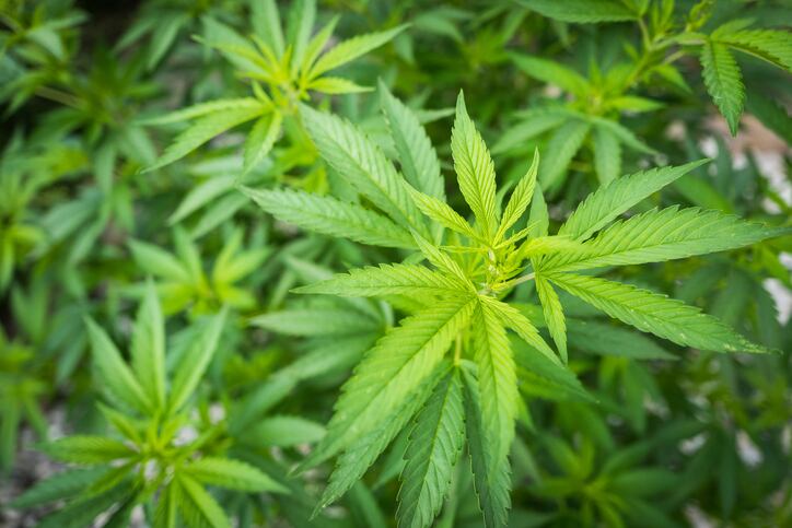 Molson Coors Canada creates JV for cannabis-infused beverages