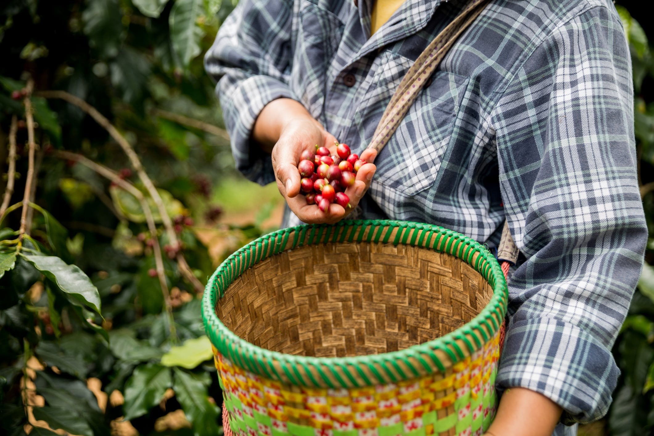 Rainforest Alliance expands into Regenerative  certification for coffee