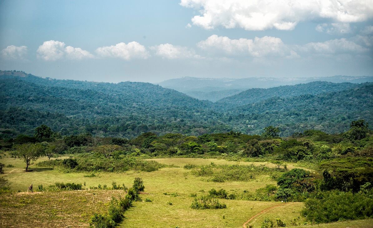 Yayu-forest-in-backround-in-south-west-Ethiopia-one-of-the-most-important-refuges-for-wild-Arabica-coffee.-Image-Emily-Garthwaite.jpg