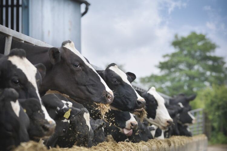 ‘As many tools as possible’: Danone North America hopes oil-based seaweed product could be a greener option for methane inhibition