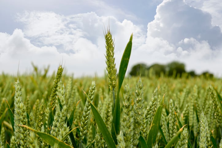 Pernod Ricard and Heineken join forces on regenerative agriculture project for malting barley 