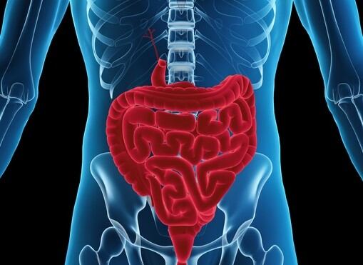 Scientists identify low calorie sweetener that improves gut health
