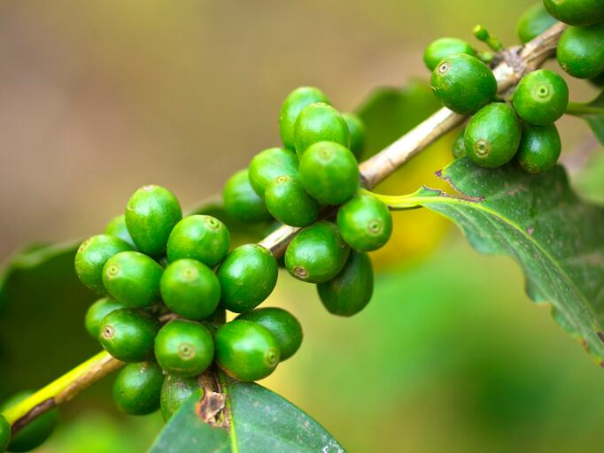 Sucafina-looks-to-AI-to-cut-carbon-footprint-of-coffee-sales.jpg