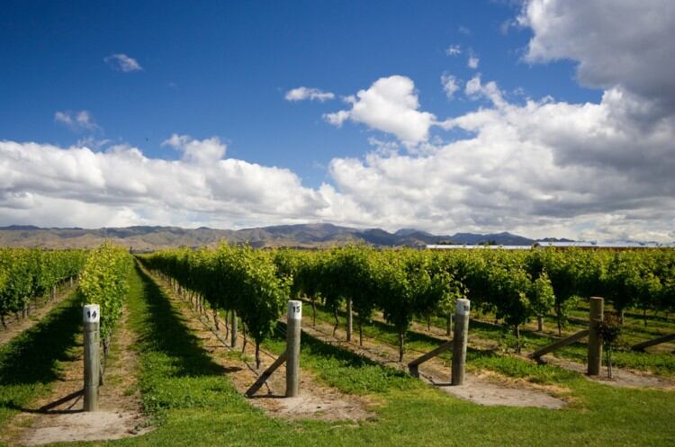 ‘Small but stunning’: New Zealand Vintage 2019