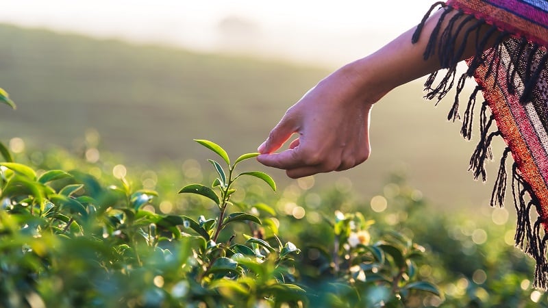 Tea and tariffs: Trade war places popular beverage in the crosshairs