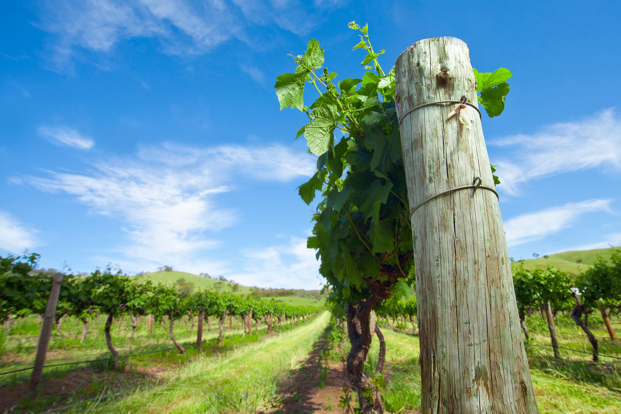 Warren-Randall-buys-more-vineyards-to-quench-Chinese-demand-for-Australian-wine.jpg