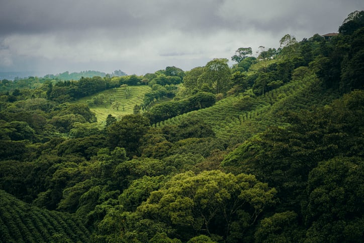 A vibrant blend of terraced coffee fields and lush forested hills in San José, Costa Rica, set under an overcast sky. A perfect visual representation of Costa Rica’s rich coffee heritage and tropical charm.