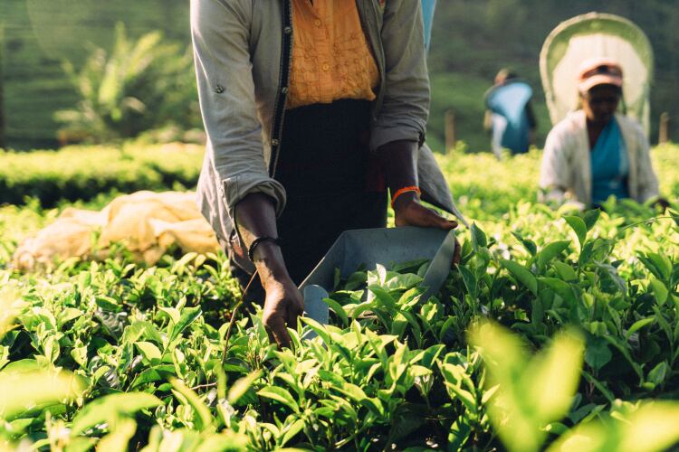 Getty-Images-Oleh_Slobodeniuk-tea-plantation.png