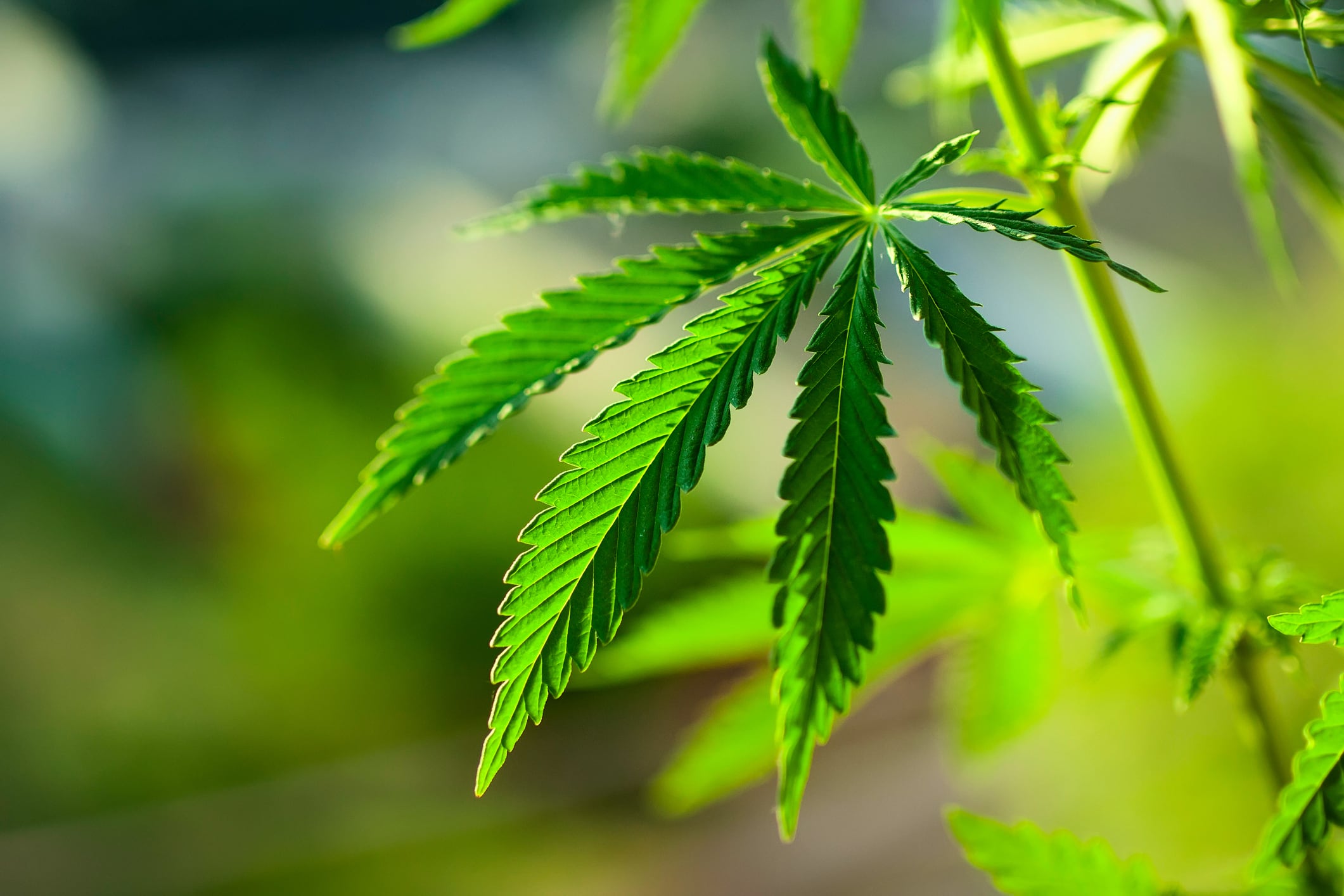 Cannabis beverage sales set to start in December in Canada