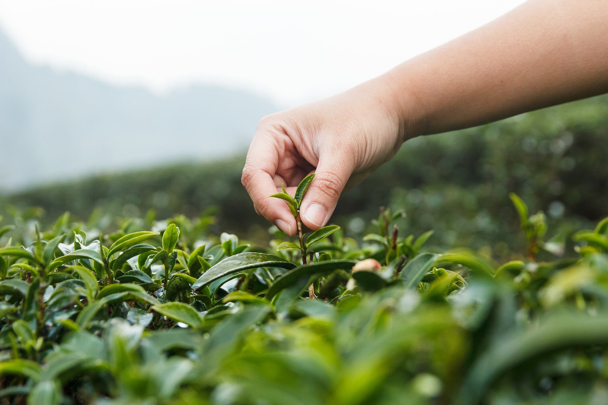 Argentine-tea-farmers-earn-Rainforest-Alliance-certification.jpg