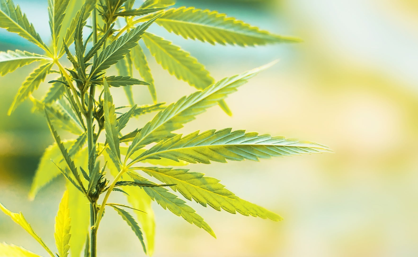 Molson-Coors-and-Hexo-create-Colorado-JV-for-CBD-beverages.jpg