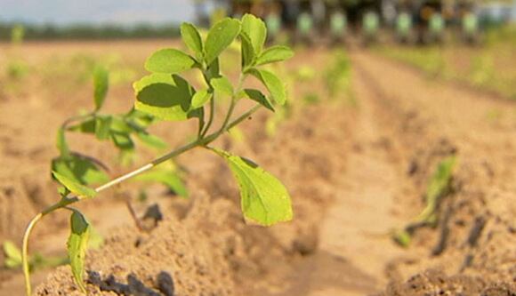 SGF-stevia-in-field.jpg