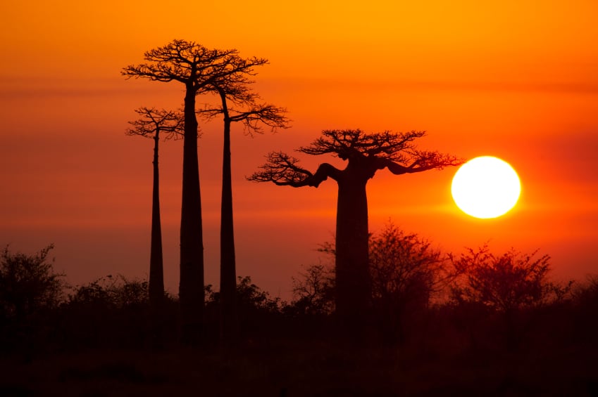 baobab-trees-MDoubrava.jpg
