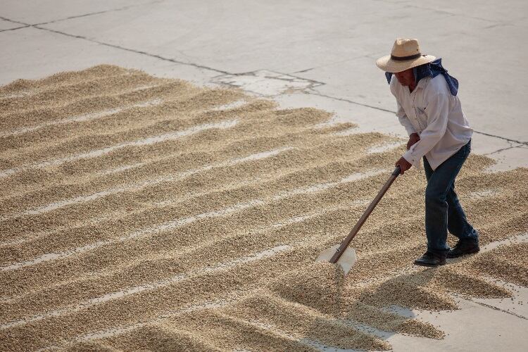 Intelligentsia-commits-to-purchasing-40K-pounds-of-coffee-from-farmers.jpg