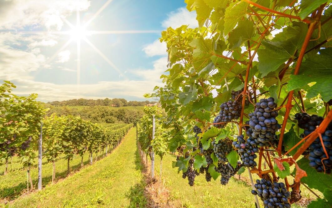 Organic-sustainable-biodynamic-How-to-communicate-wine-credentials-to-consumers.jpg