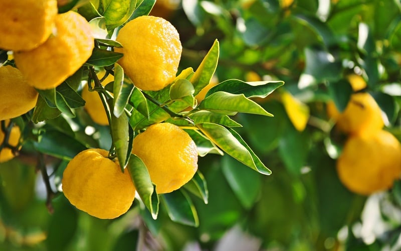 Yuzuco bridges the divide between juice availability in US, consumer demand for yuzu