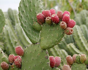 300px-Prickly_pears_2.jpg