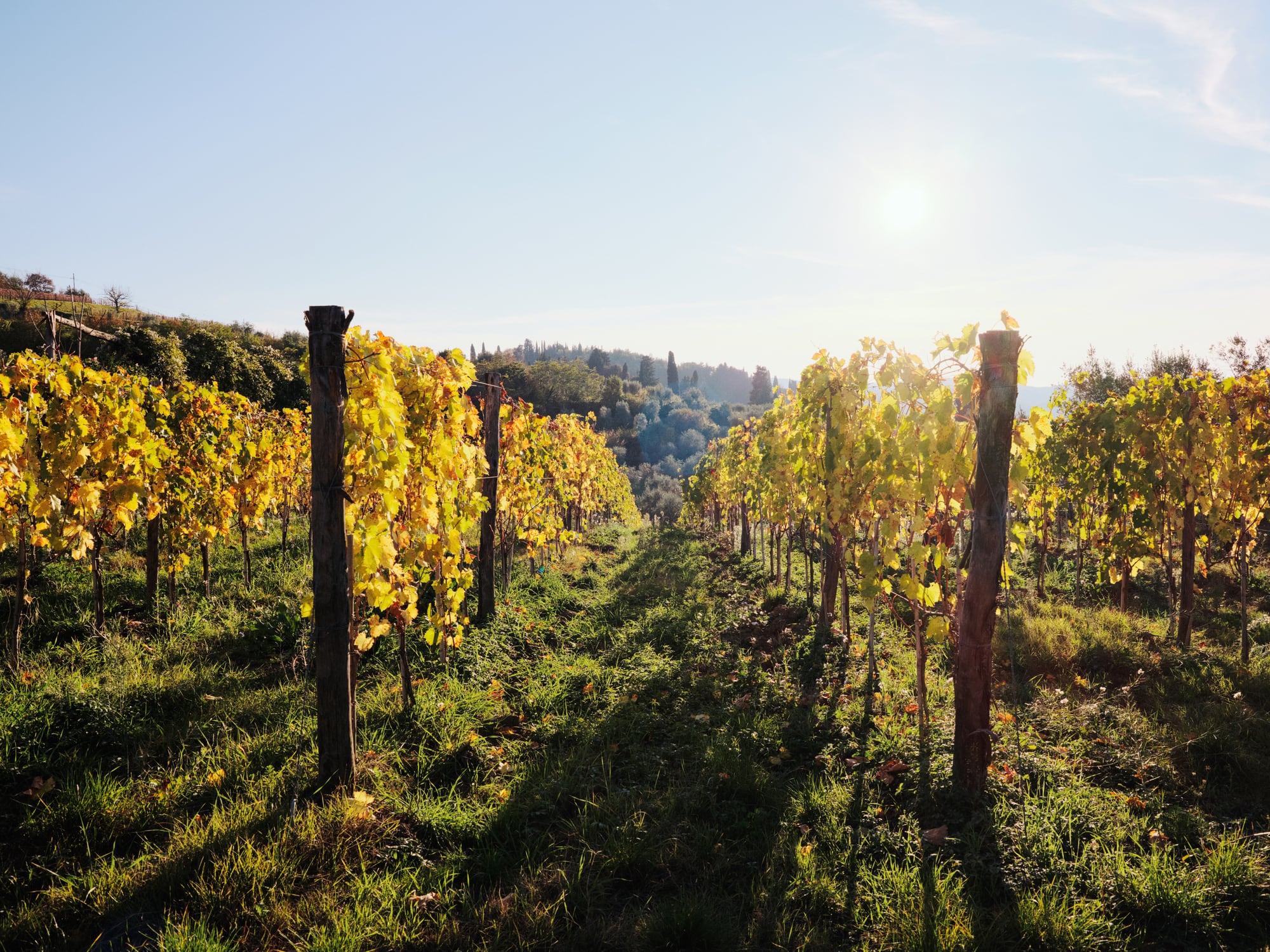 Italy, Tuscany, Chianti Region, vineyards in rural landscape
