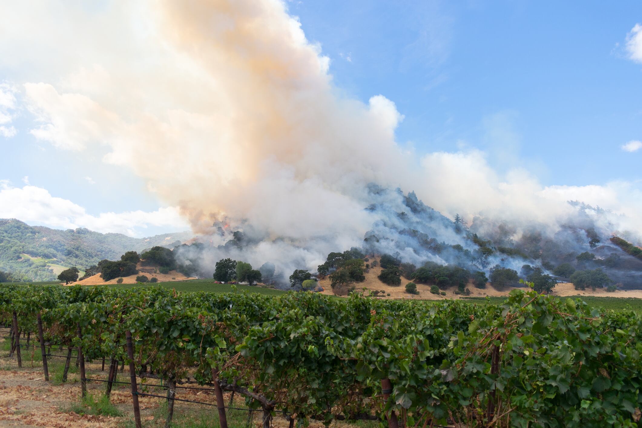 Wine regions across the globe are facing the rising threat of climate change and wildfires.