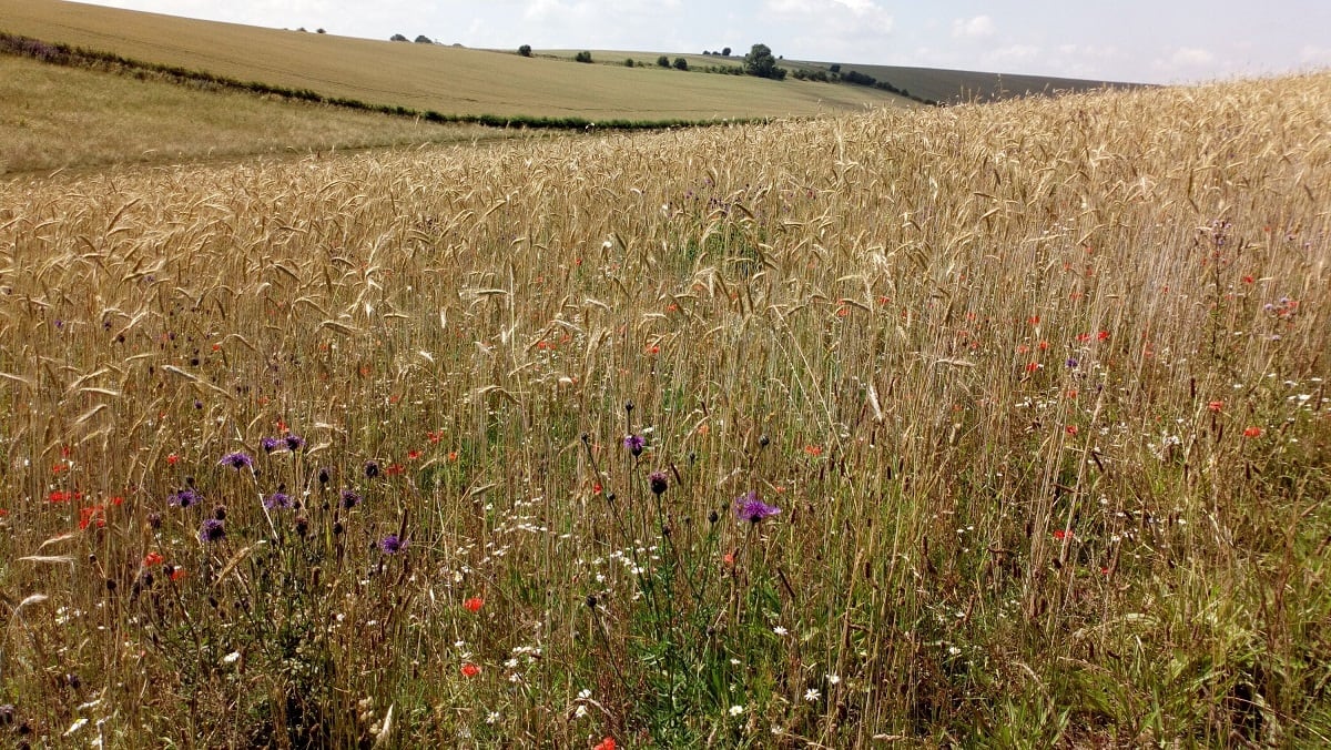 Diageo invests in The Oxford Artisan Distillery