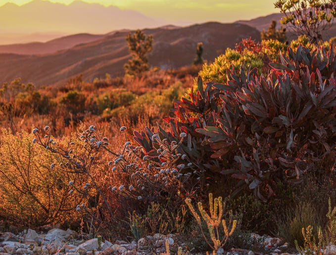 Pernod Ricard acquires luxury African gin Inverroche