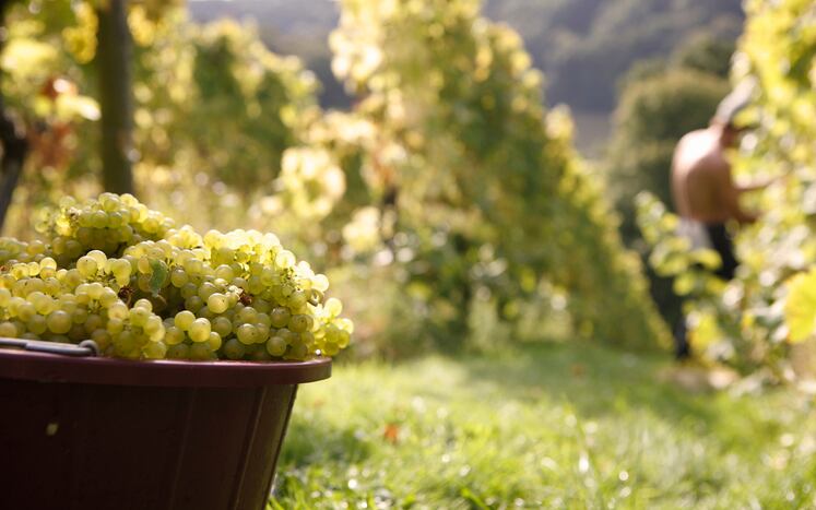 Global wine production at lowest level since 1961