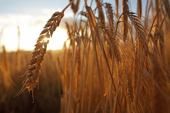 Crops-of-the-future-Carlsberg-invents-ultra-fast-breeding-tech-to-improve-crops.jpg