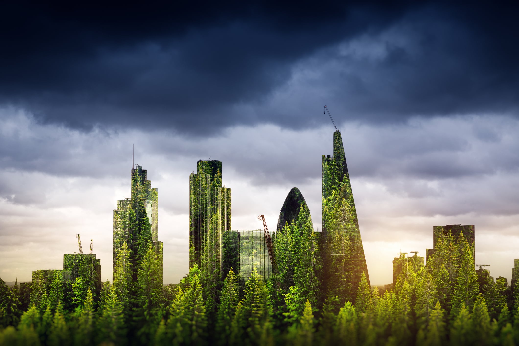 British EUDR? UK government to introduce anti-deforestation rules