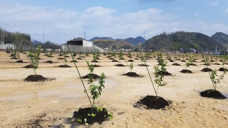 Bitter sweet: Beverage giant Pokka Sapporo strives to revitalise Japan’s lemon production