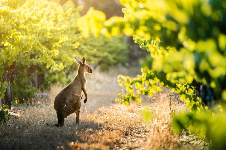 How can the wine industry reduce emissions?