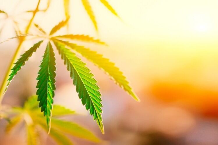 Constellation-Brands-increases-stake-in-Canopy-Growth-Corp.jpg