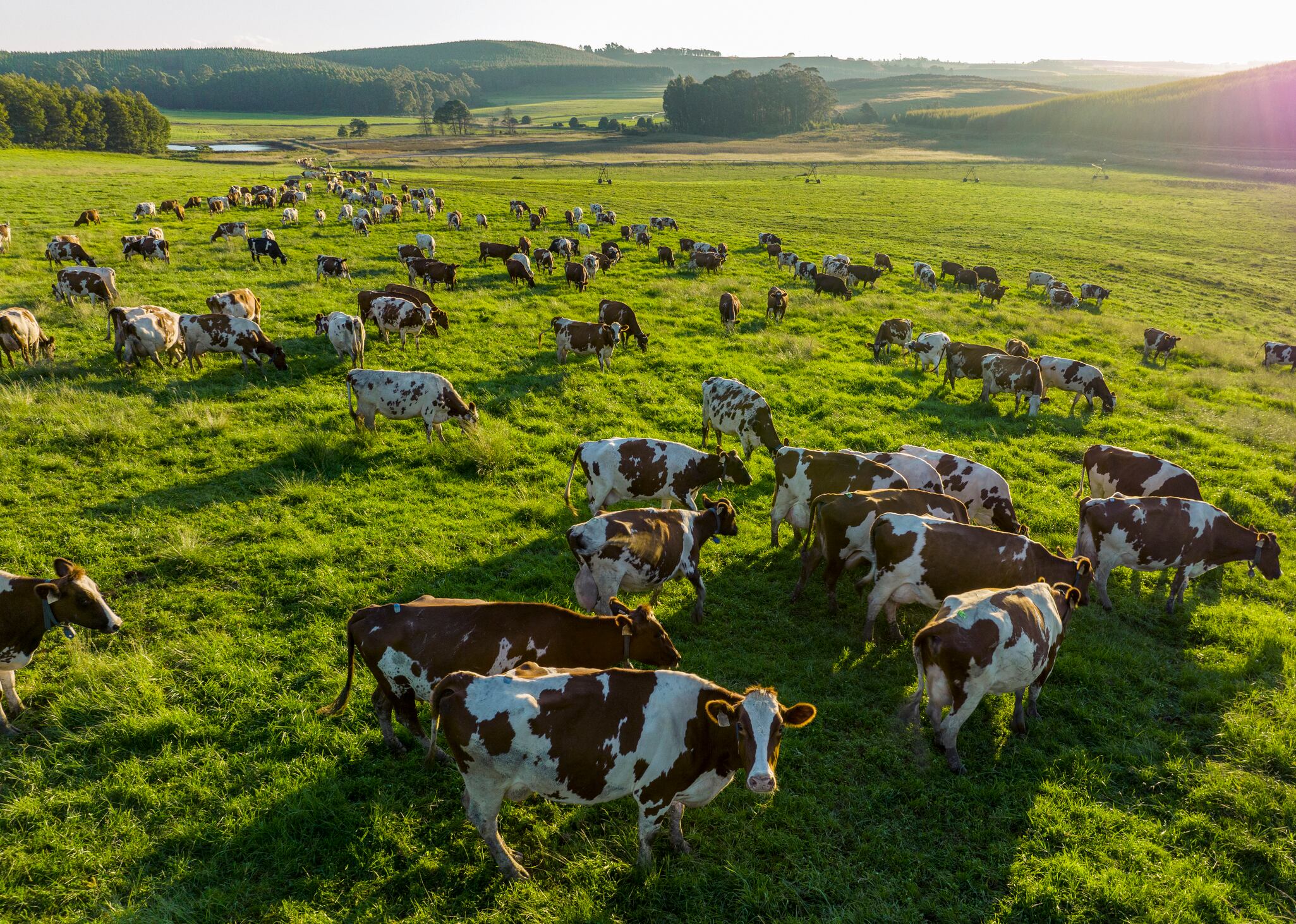Sustainability isn’t going away: and neither is cattle farming