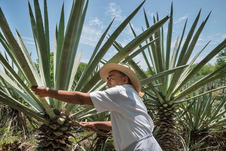 Diageo-launches-regenerative-agriculture-programs-for-Scotch-and-tequila.jpg