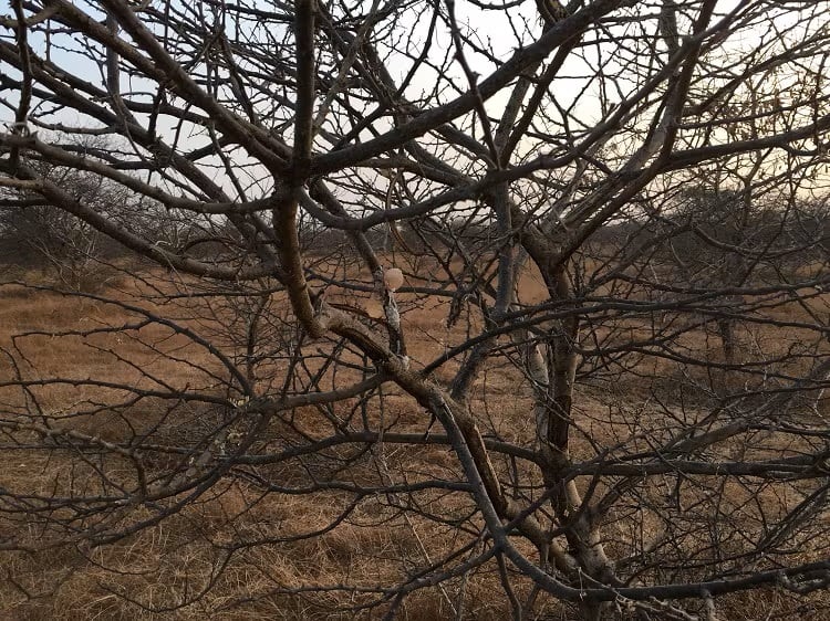 Gum acacia sap ready for harvest.
